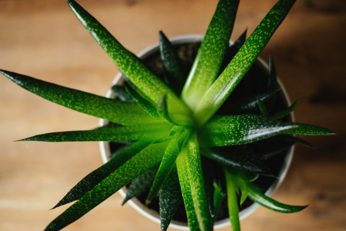 Aloe Vera (babosa)