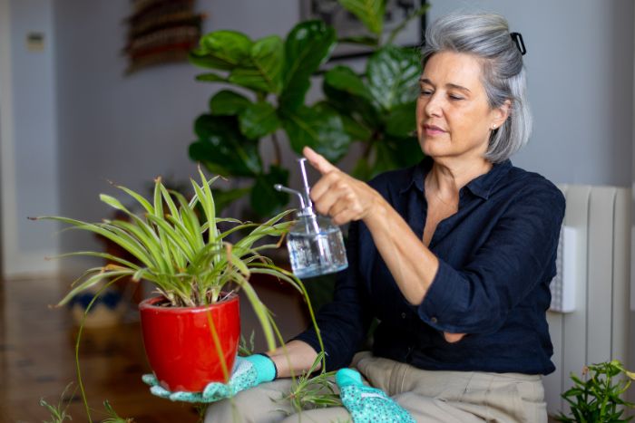 Clorofito