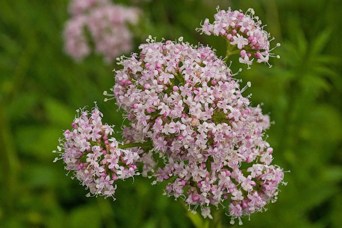 Valeriana