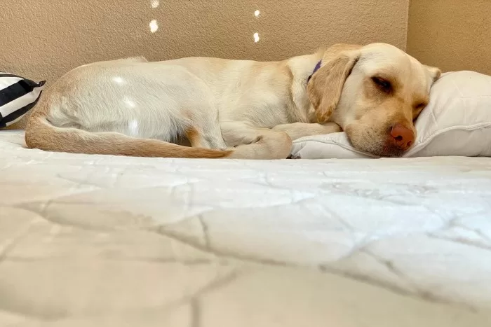 Labrador dormindo em colchão.