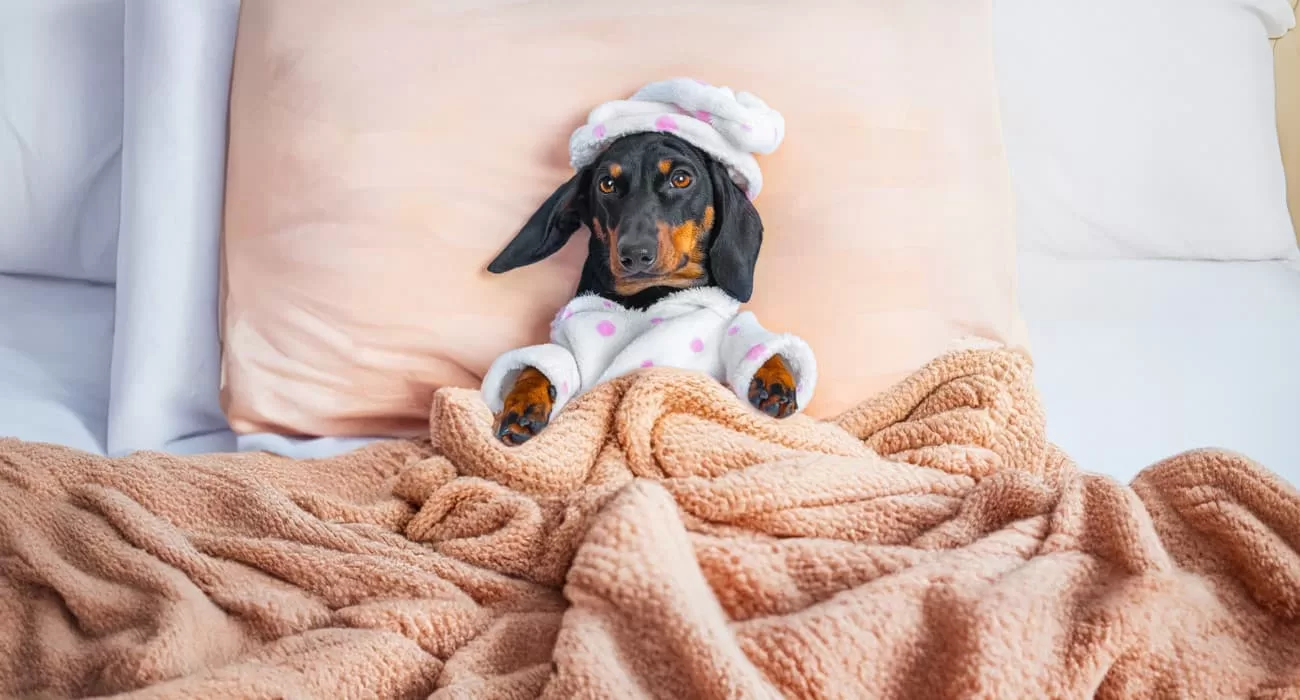 Cachorro dormindo em colchão.