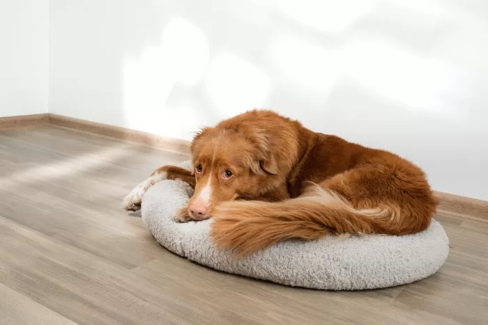 Cachorro grande em cama pequena.